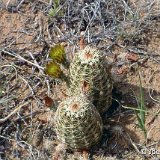 Echinocereus viridiflorus ssp. cylindricus SB New Mexico, USA.jpg